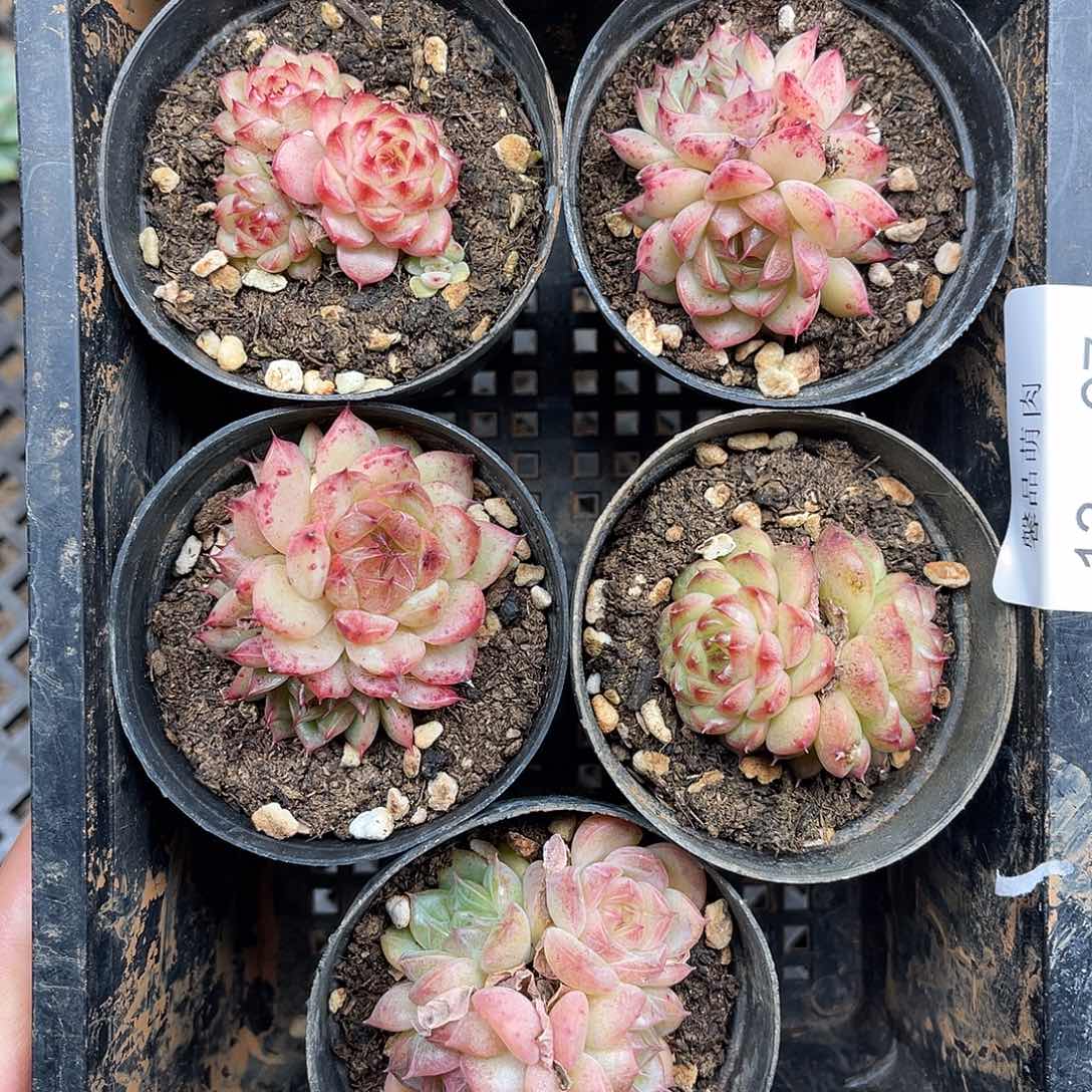 多肉一物一拍13-67