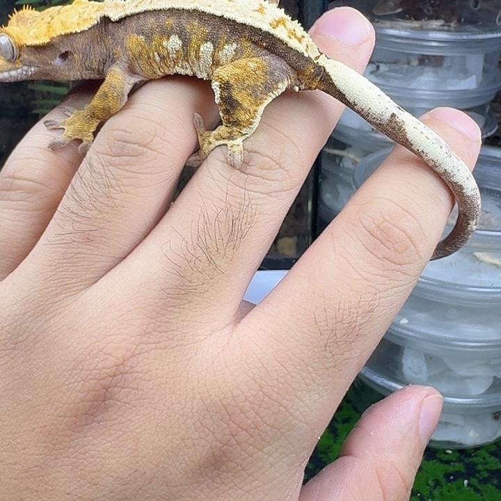 睫角守宫奶油母压成