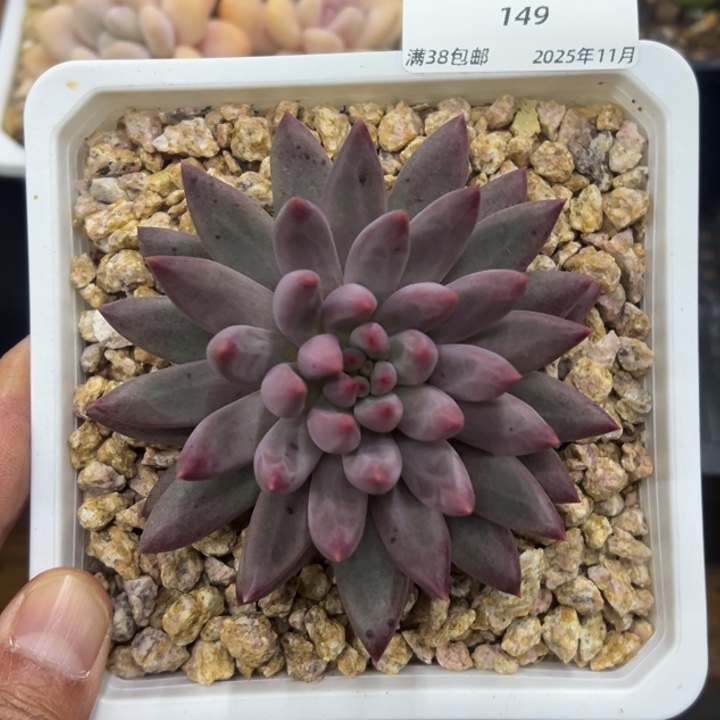 张张精品多肉甄选149