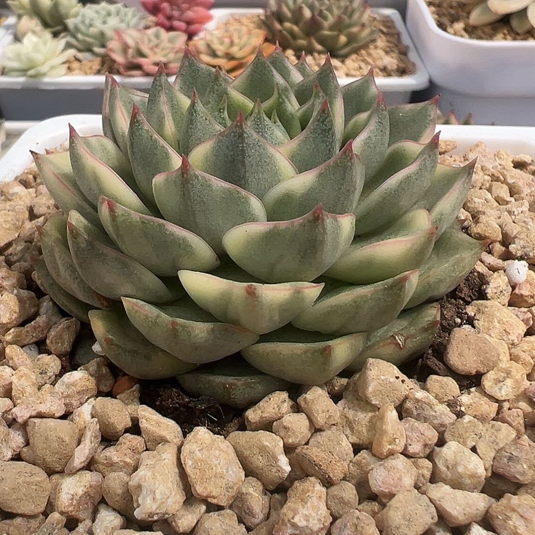 法比奥拉锦多肉植物