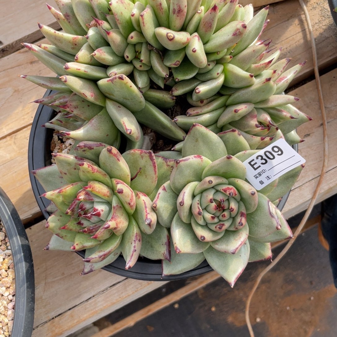 最***达无花朵若如东云单拍E309