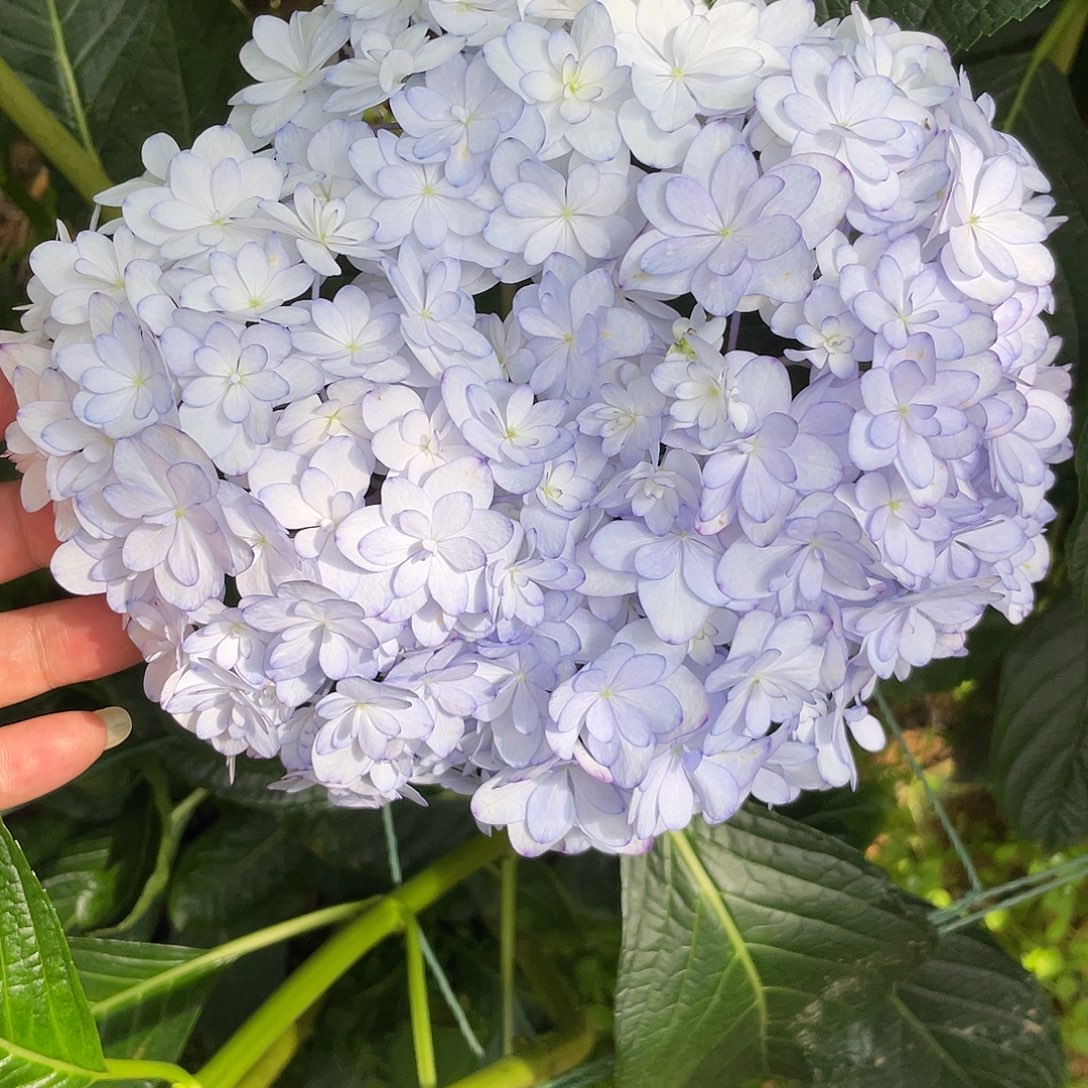 绣球切花一物一拍3枝起包邮，27