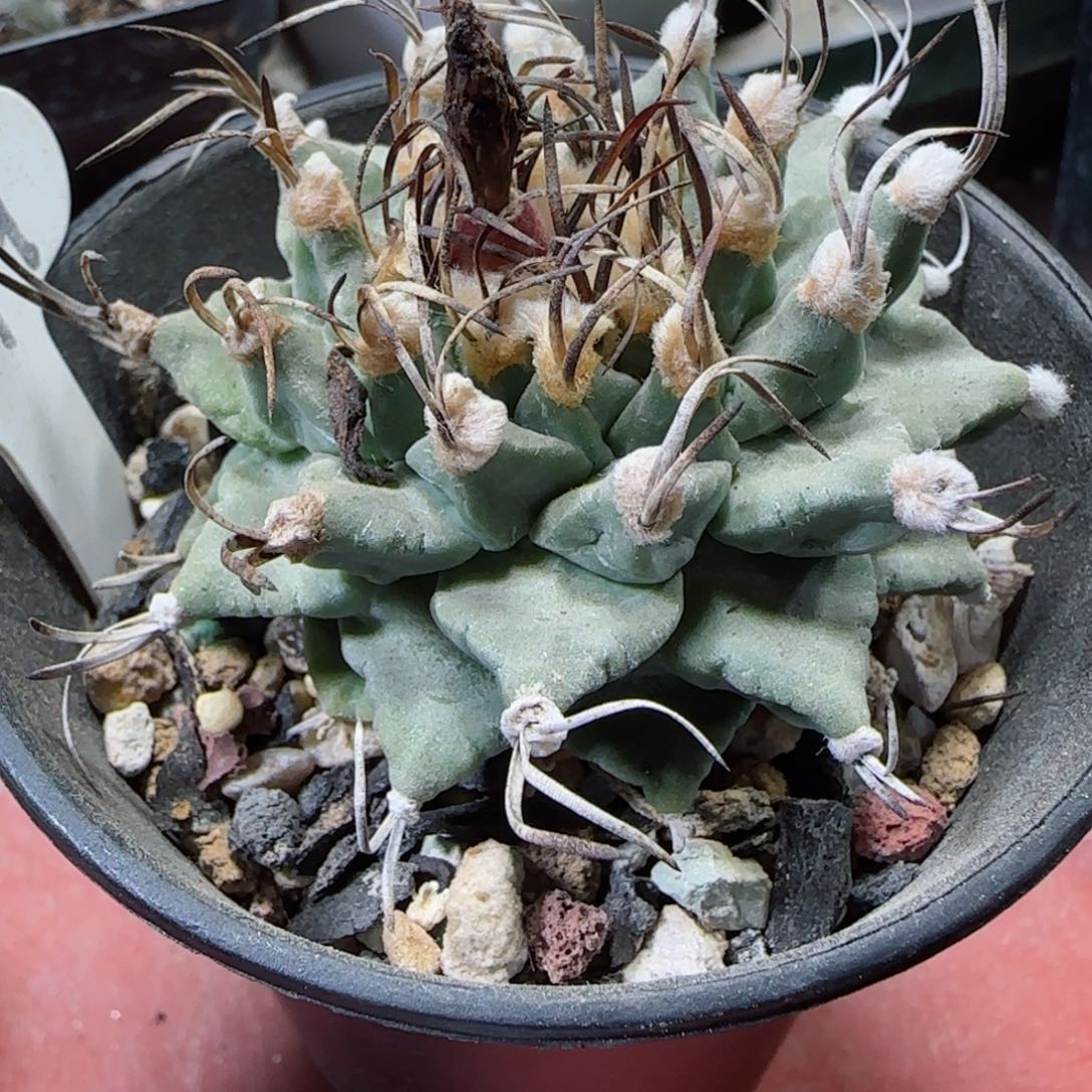 慕***级娇丽实生00000多肉