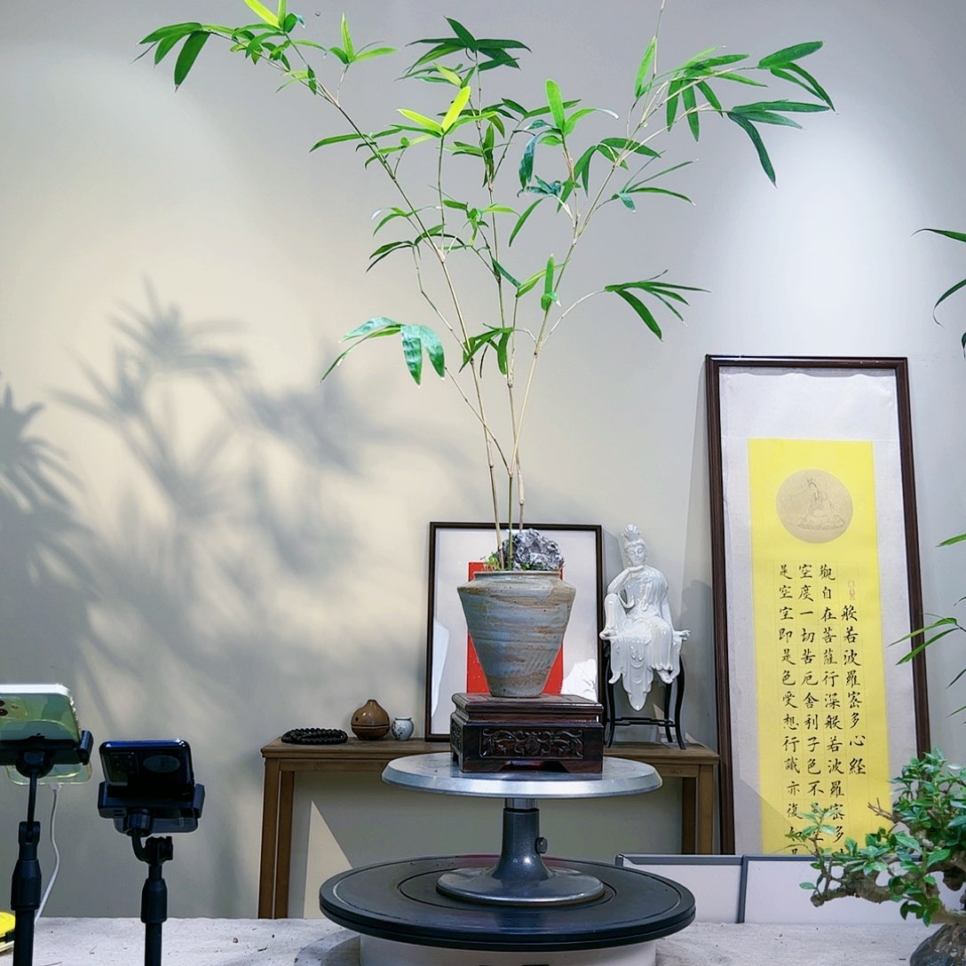 圣****务老桩精品竹盆景