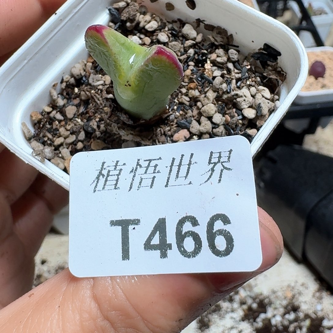 466盒多肉植物哇f v
