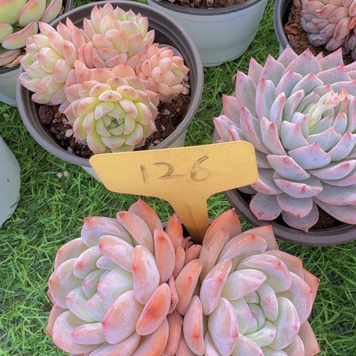 健健康康平平安安