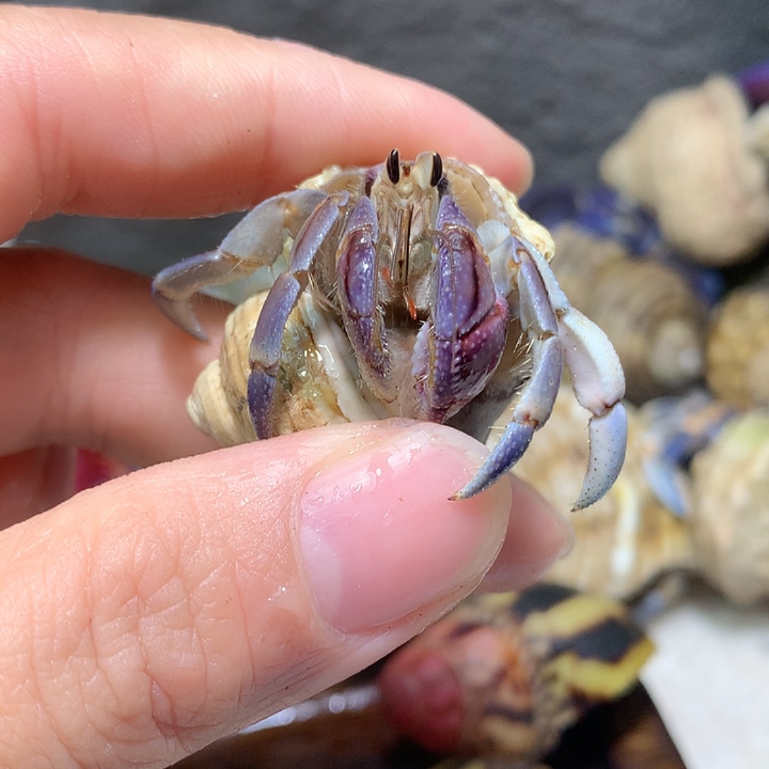 1.4口径紫路寄居蟹拍品7号
