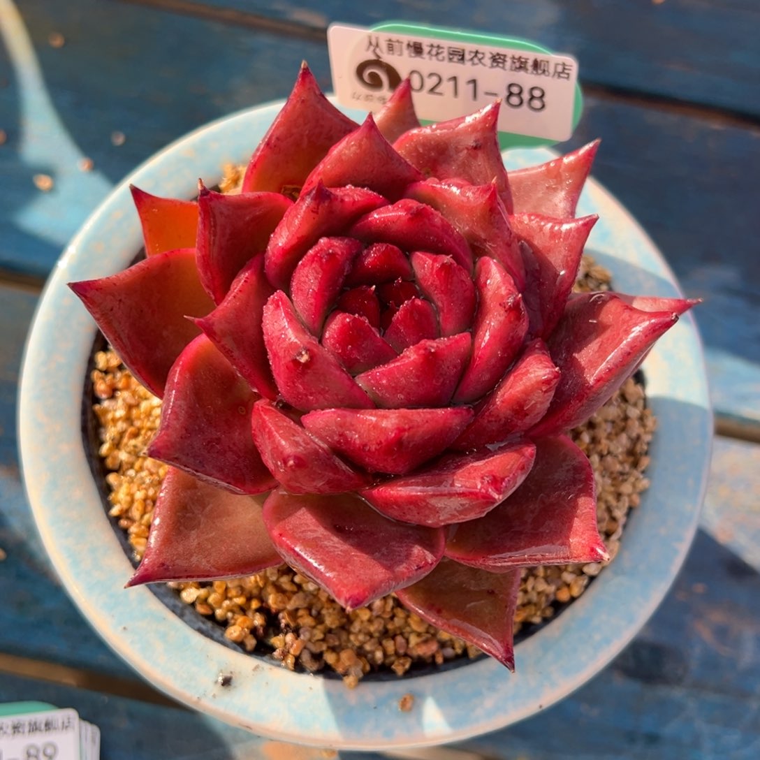 从前慢多肉精选编号0211.88