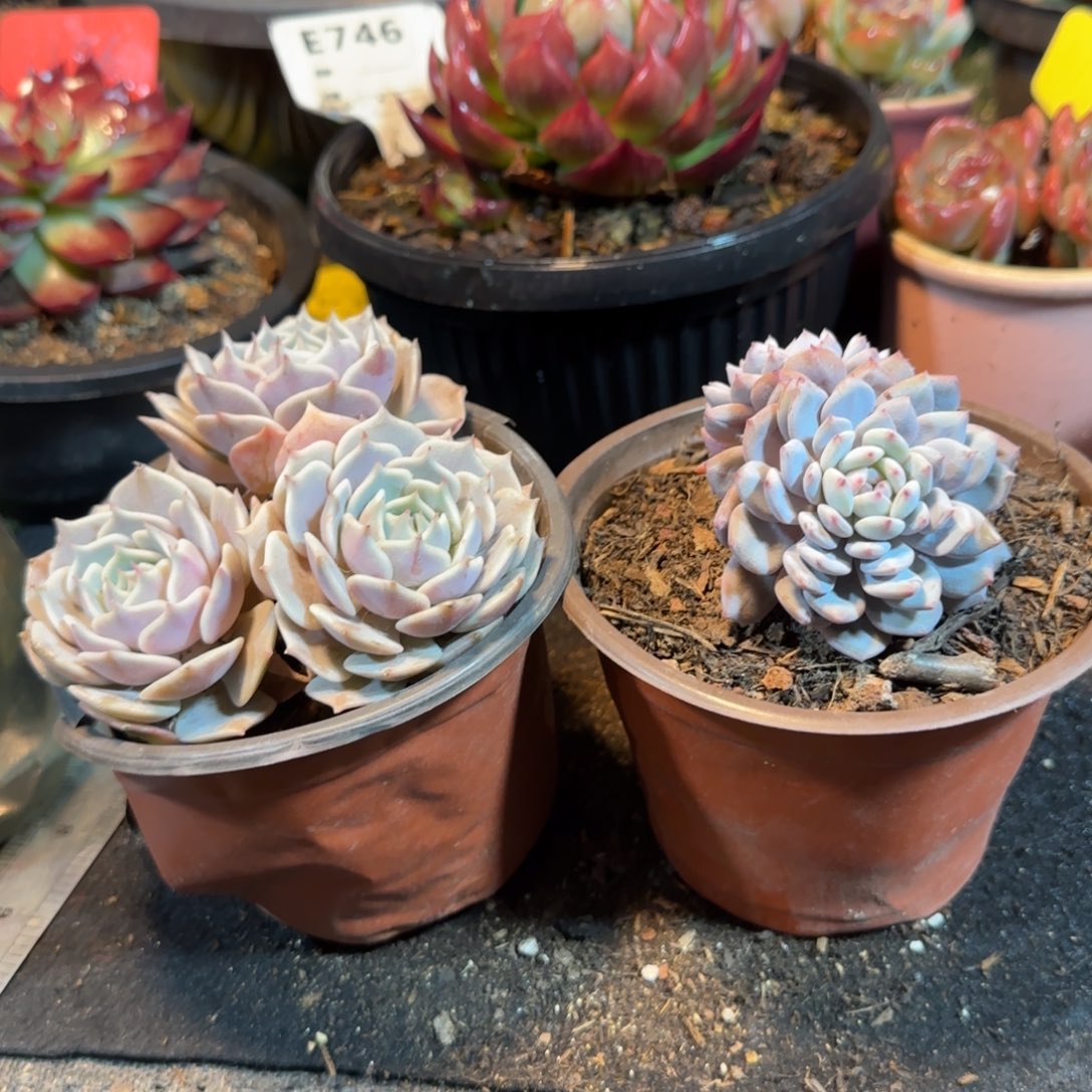 2个一物一拍包装收缩花旱