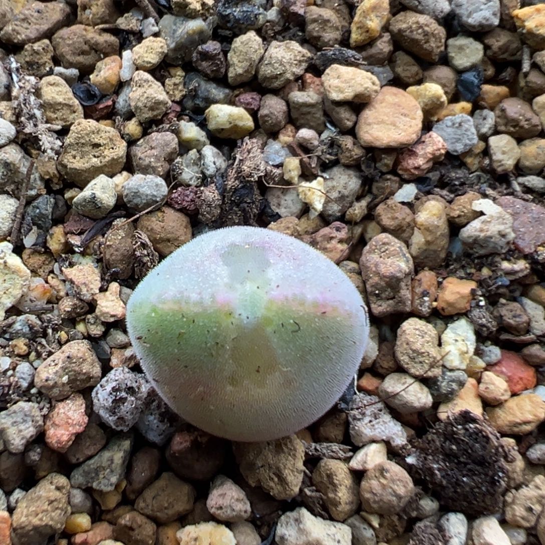 94单头猫耳空蝉一棵特   