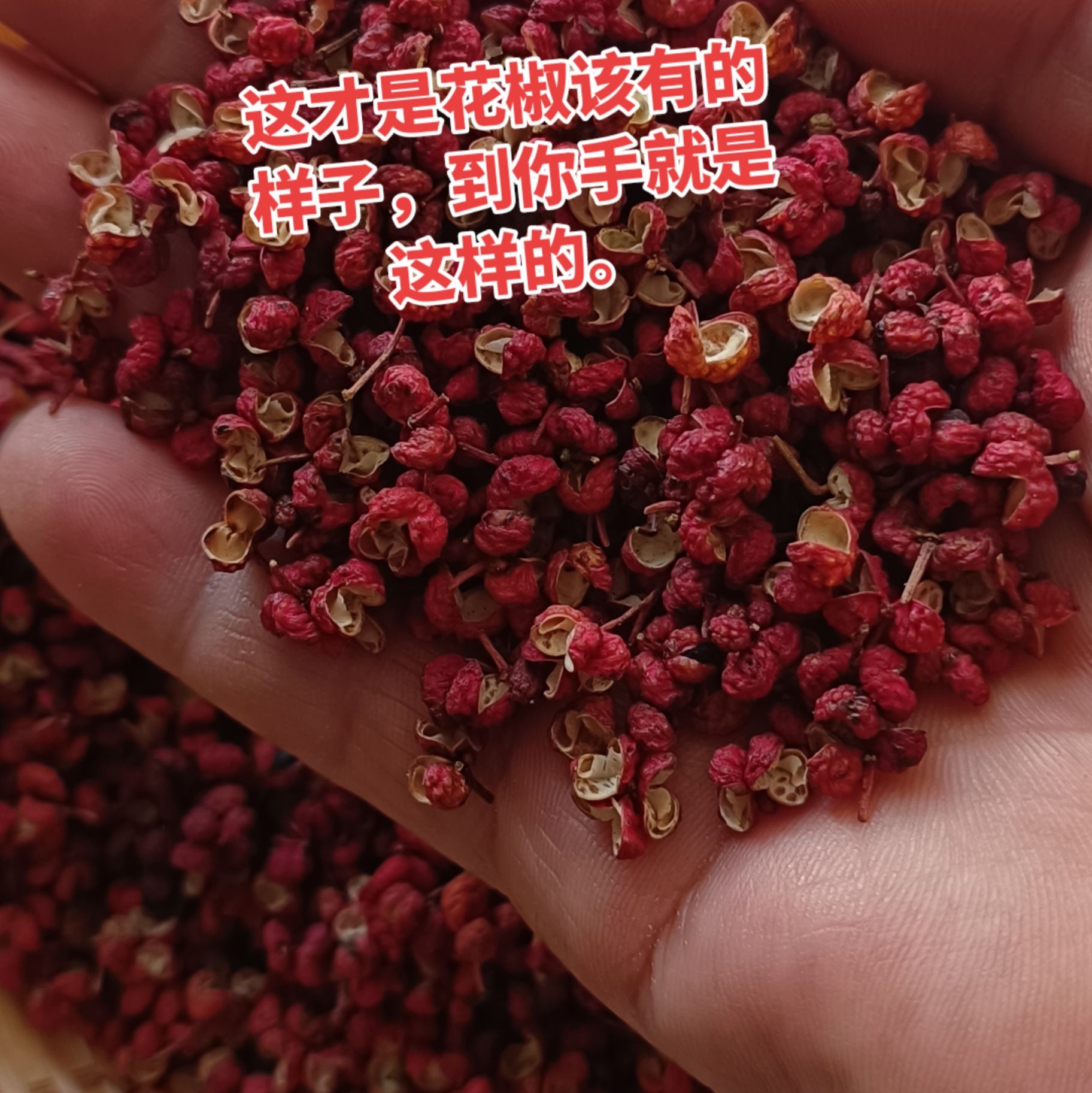 陕西韩城大红袍优质新花椒特麻特香红花椒粒产地韩城直发一手货源