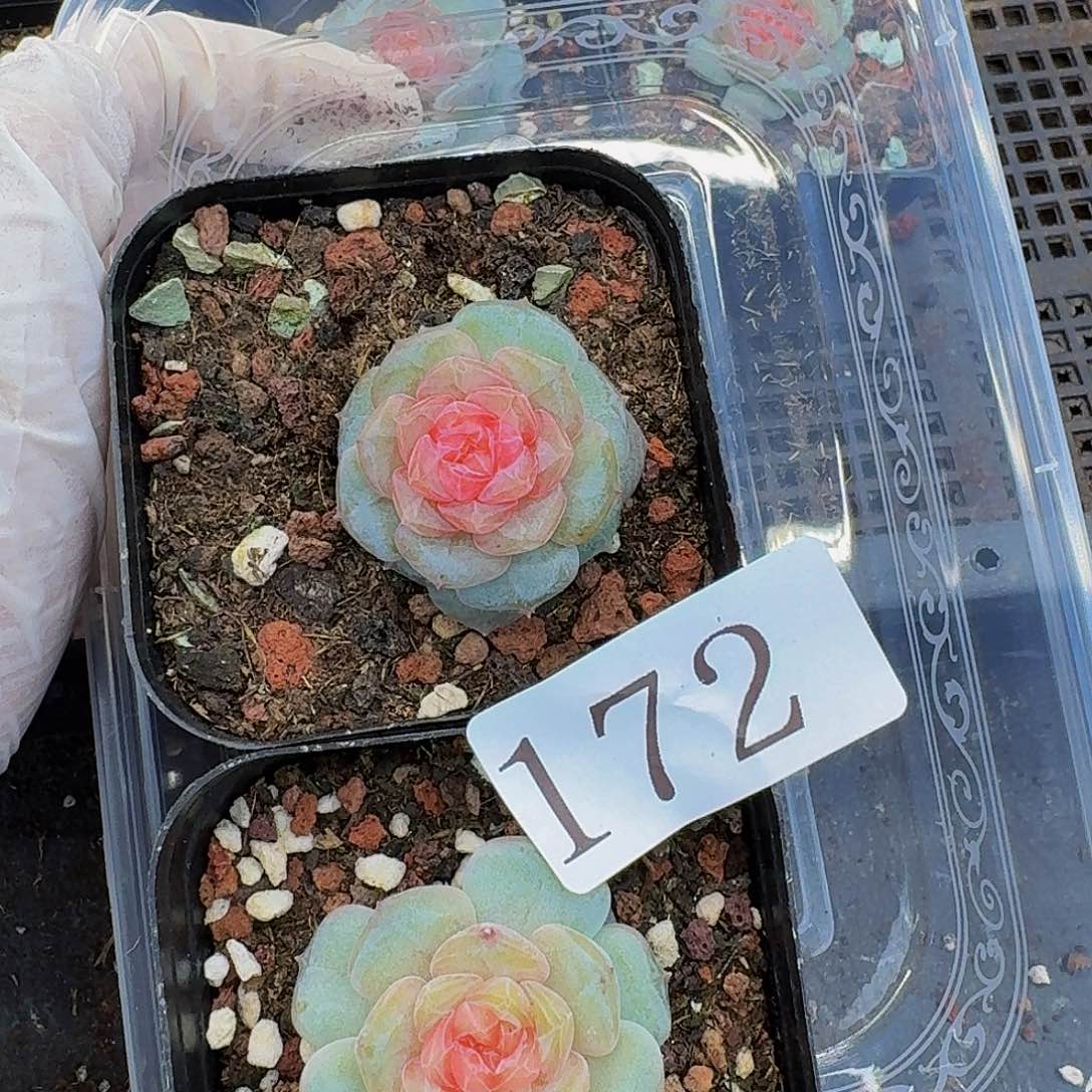 多肉植物多肉植物172