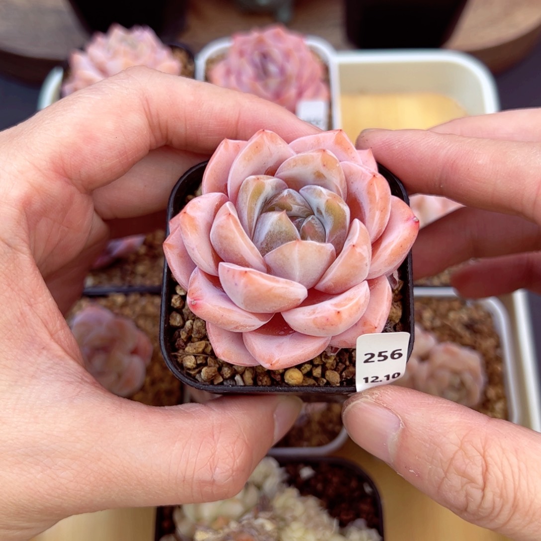 好好看256、哈哈哈哈