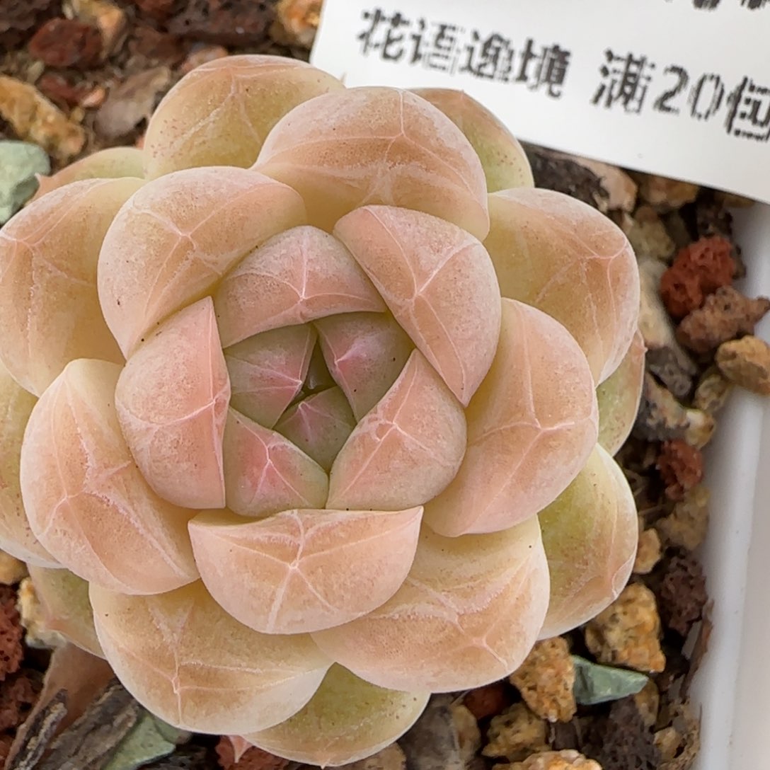 花语逸镜0203-690