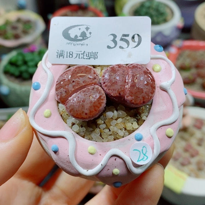 生石花花花花花花花花359