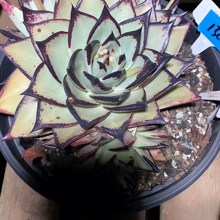 罐****》1308———直播福利