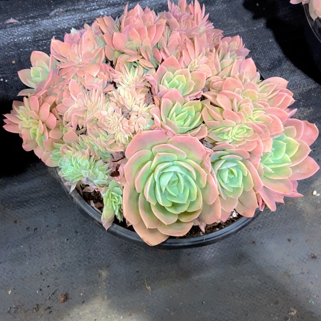 茶***明多肉植物大缀化一个