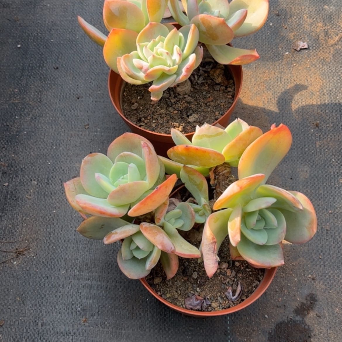 【闪购商品】无花朵奶*