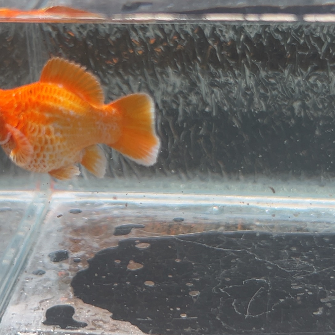 孔雀鱼玛丽鱼一条黄金母