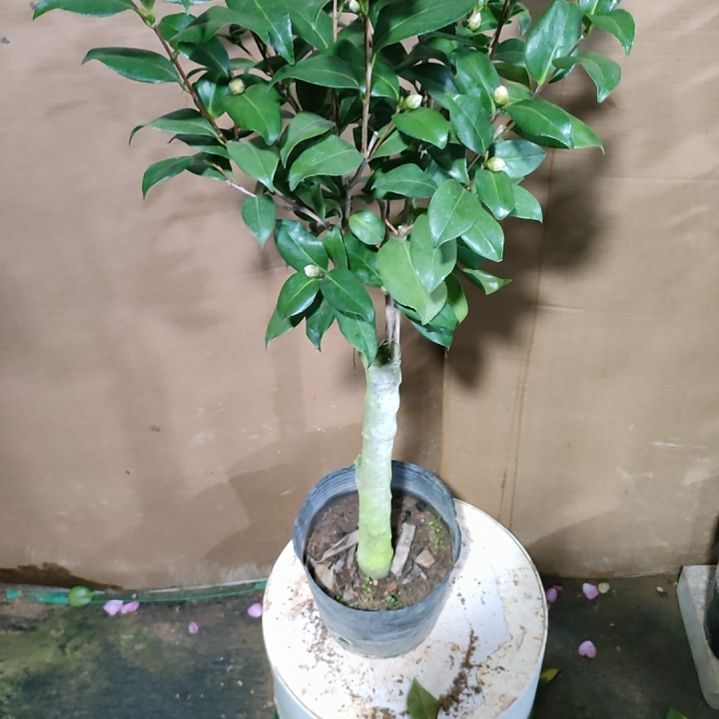 周***人577都德宝贝，原盆原土发货，不包邮