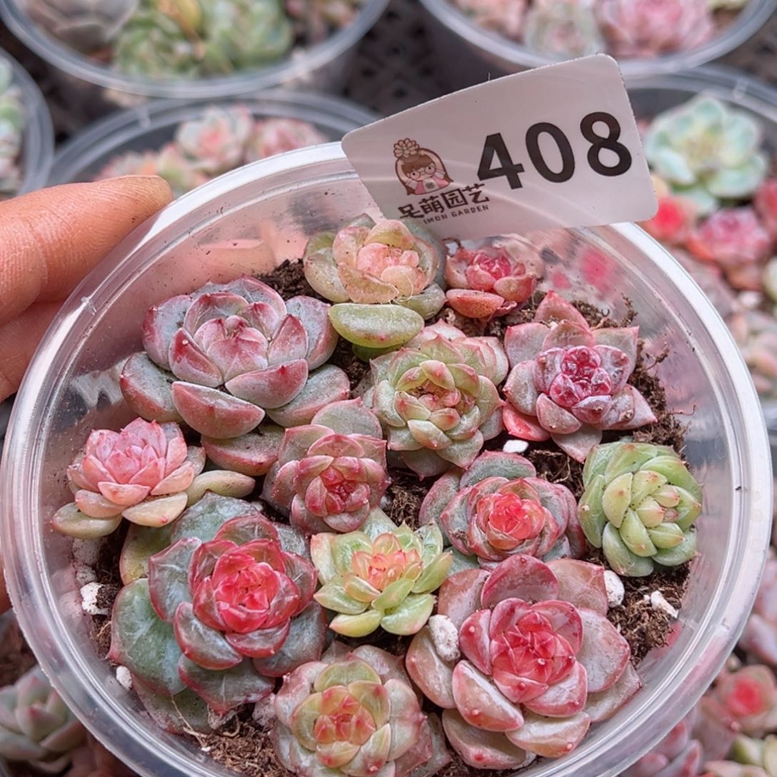 多肉植物多肉植物