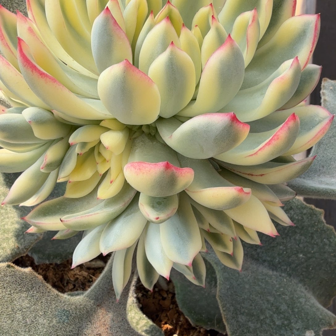 新圣骑兵锦7捧1多肉锦