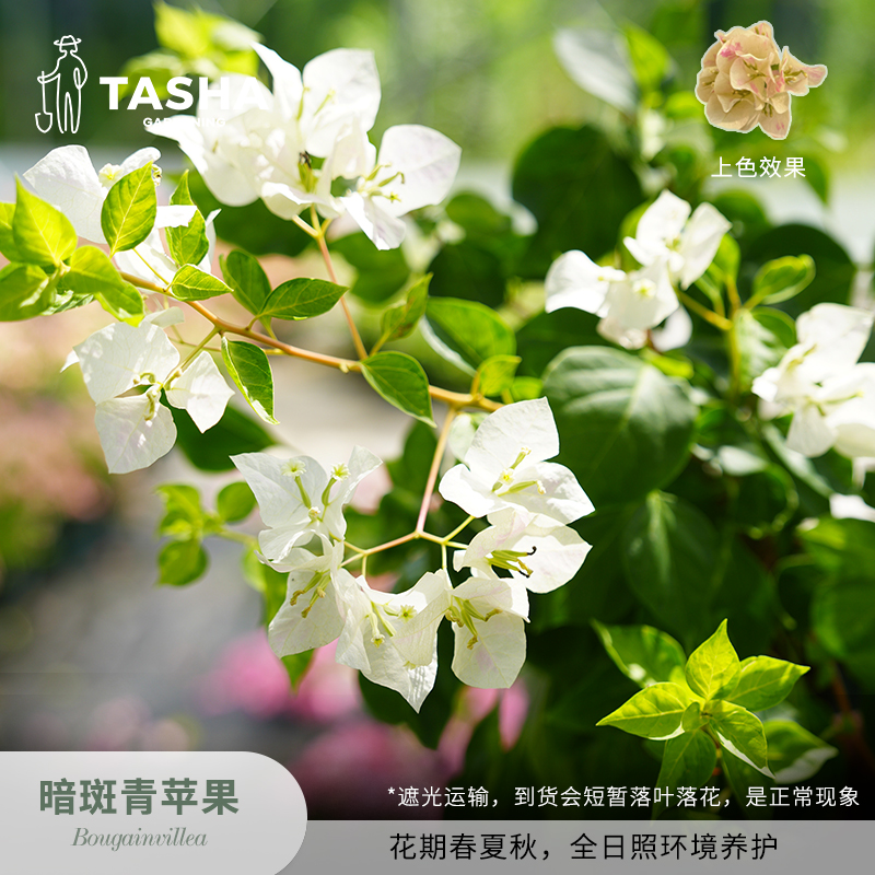 塔莎的花园三角梅暗斑青苹果盆栽阳台花卉开花植物三角梅花卉