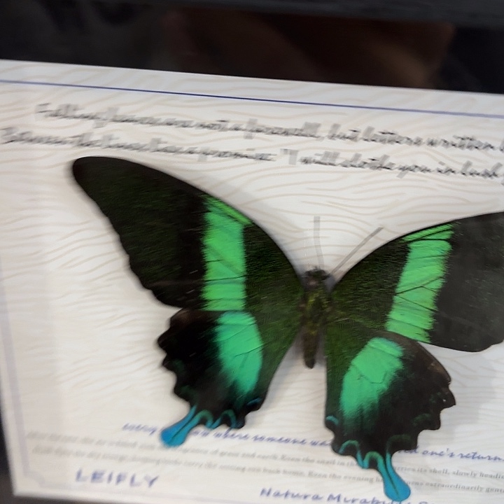 辻***弍蝴蝶标本定制170@