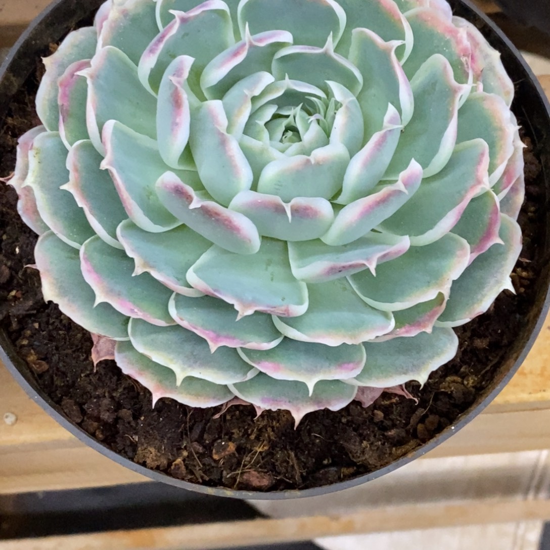 精品多肉一物拍不包整458