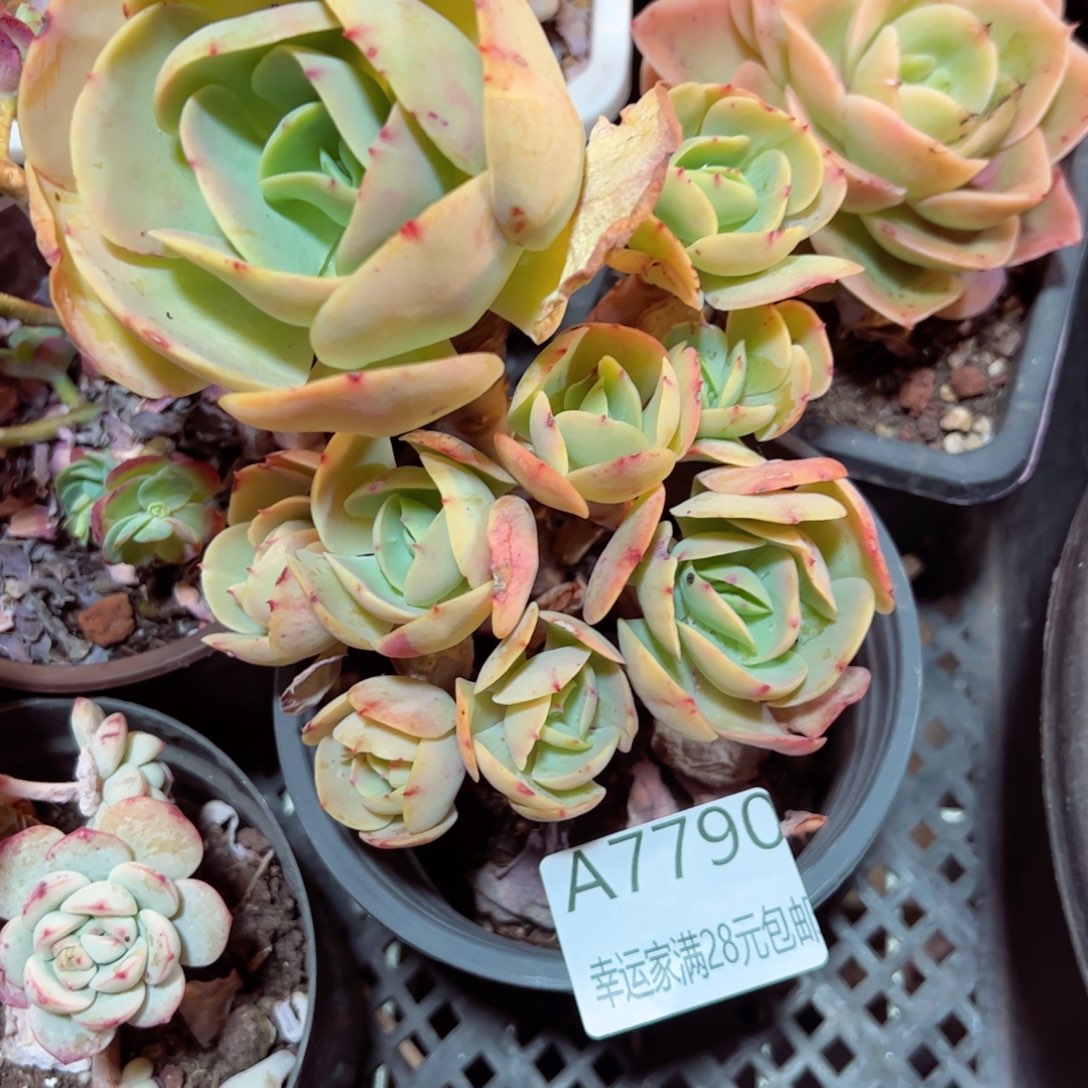 幸运的是我的朋友们