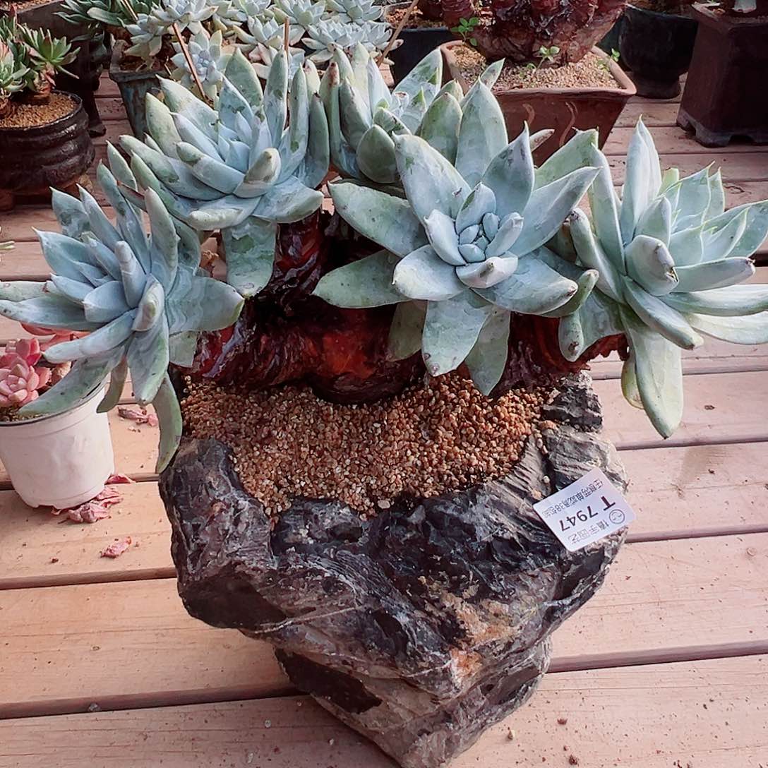 7947赛丽娜仙女杯多肉