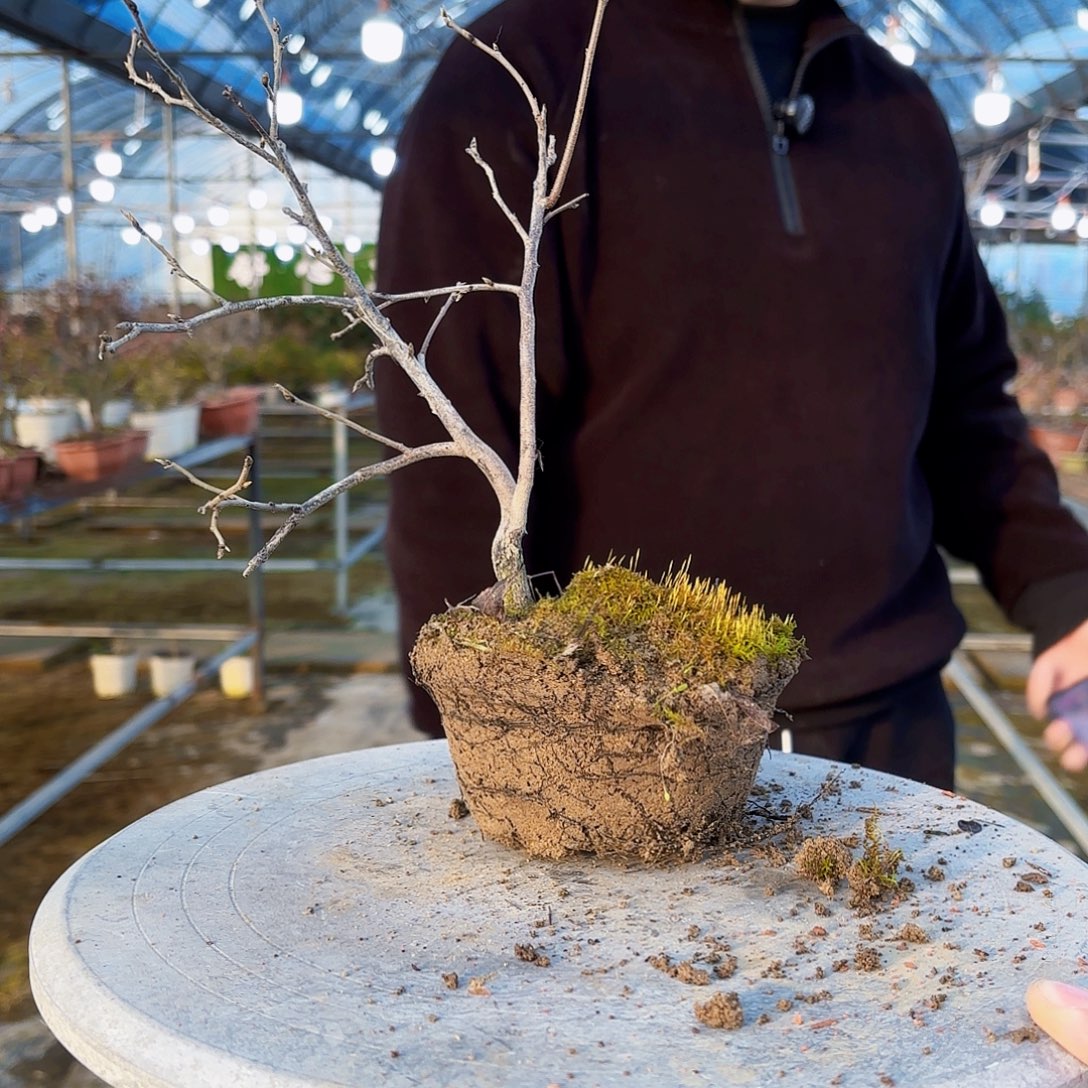夜***静无花朵原生老鸭柿子盆景