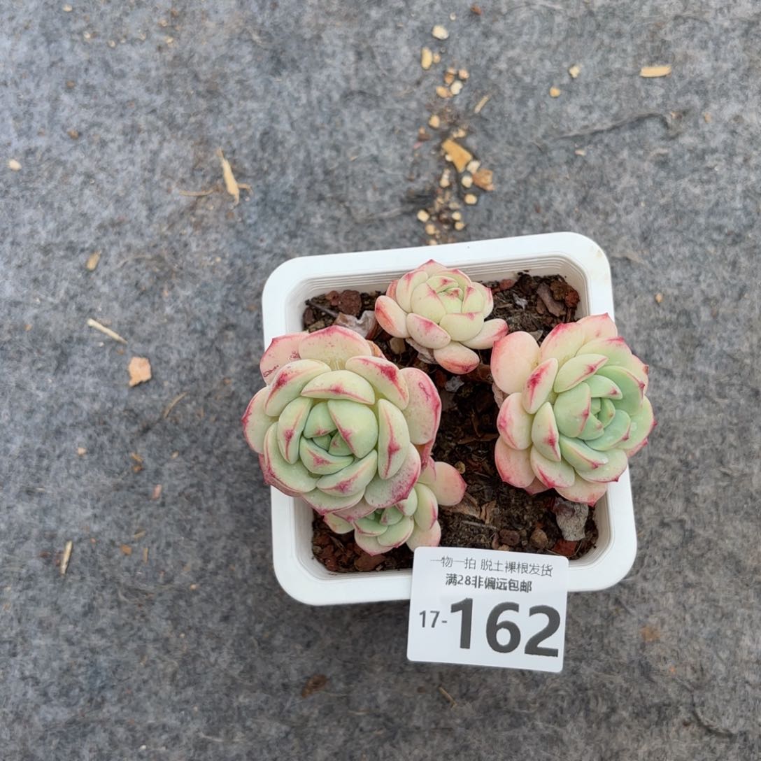 香草老桩多肉多肉多肉