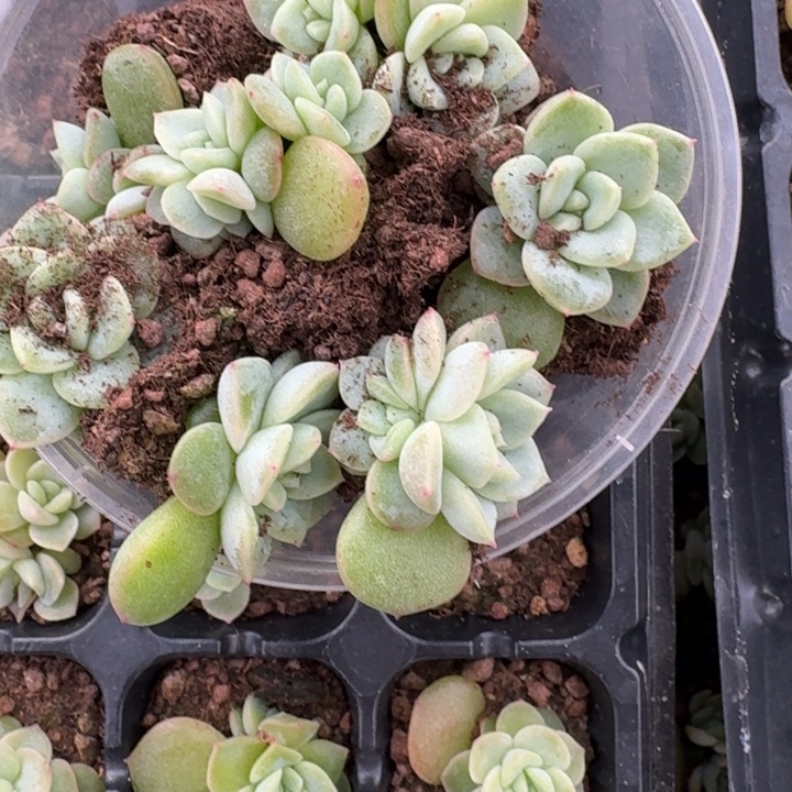 k***o134果冻饭盒一组七颗