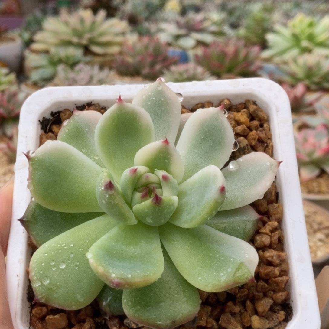 080锦锦锦锦锦锦锦锦锦锦