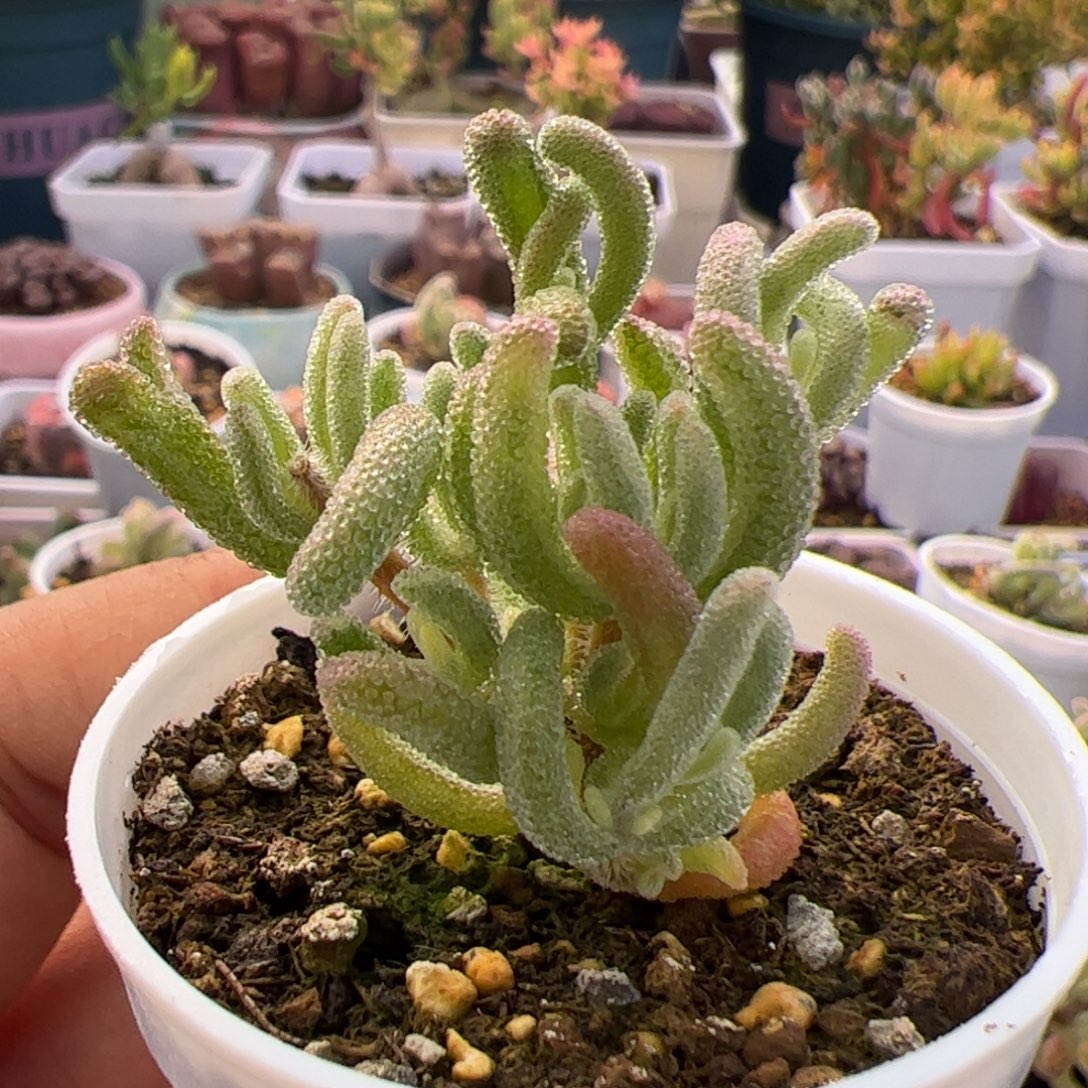 多肉植物枝干橙叶白锦阴阳