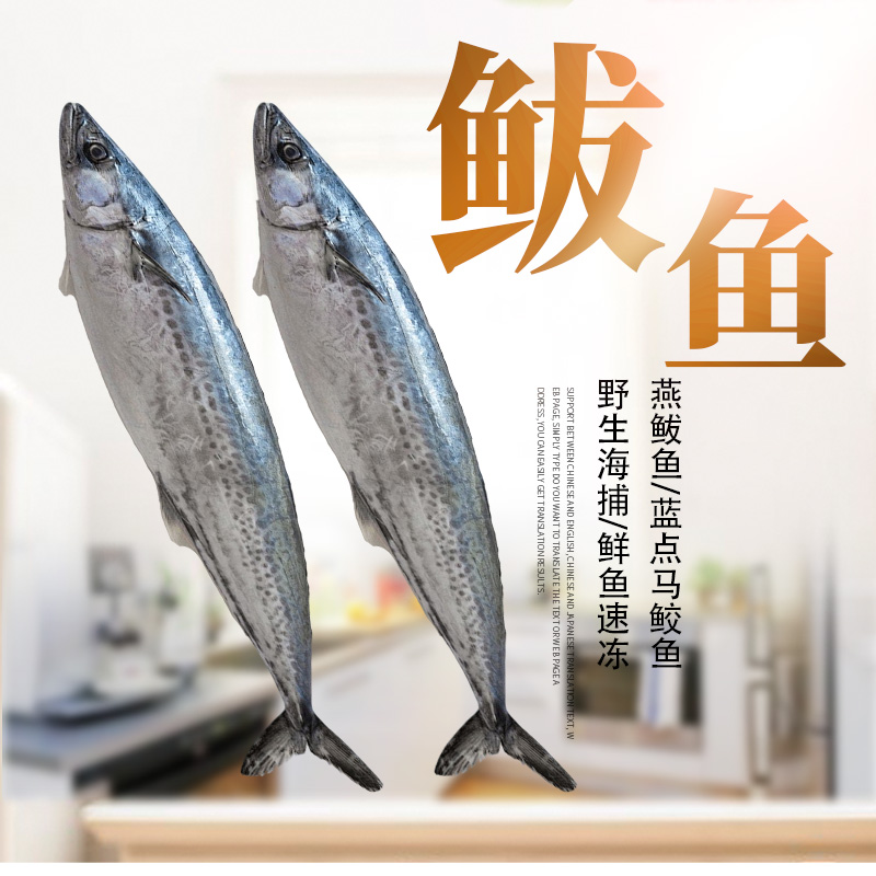超大号燕鲅鱼野生海捕蓝点马鲛鱼深海鱼燕鱼白腹马鲛小船威海海鲜
