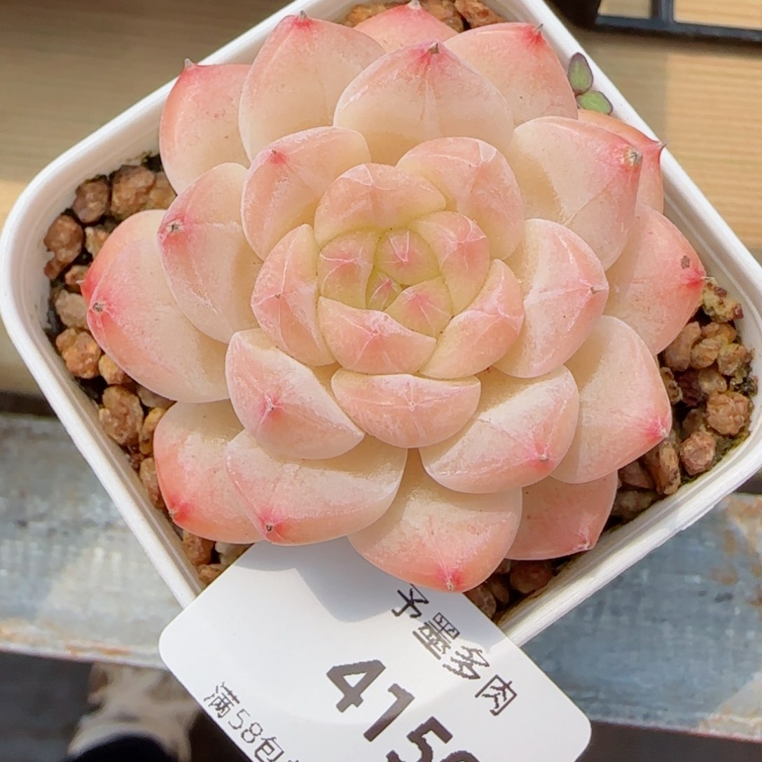 美心，4150多肉植物