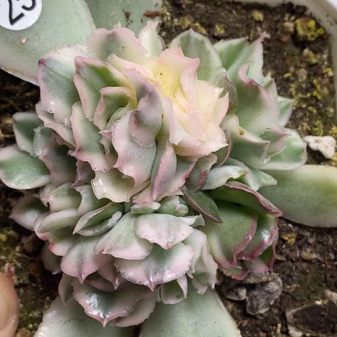 25紫蝴蝶锦底座diu shi头