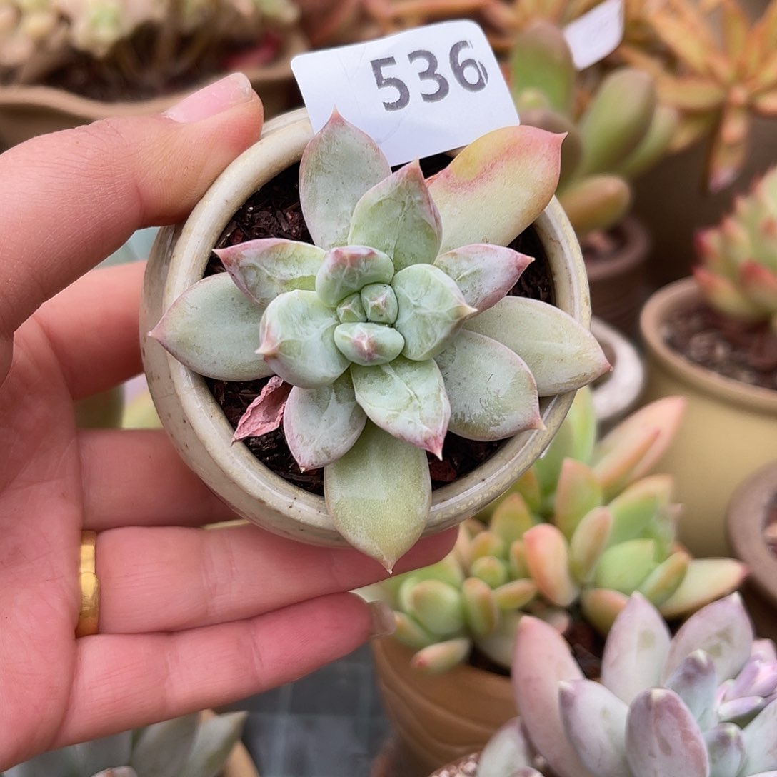 粉御姬。 536。 111111