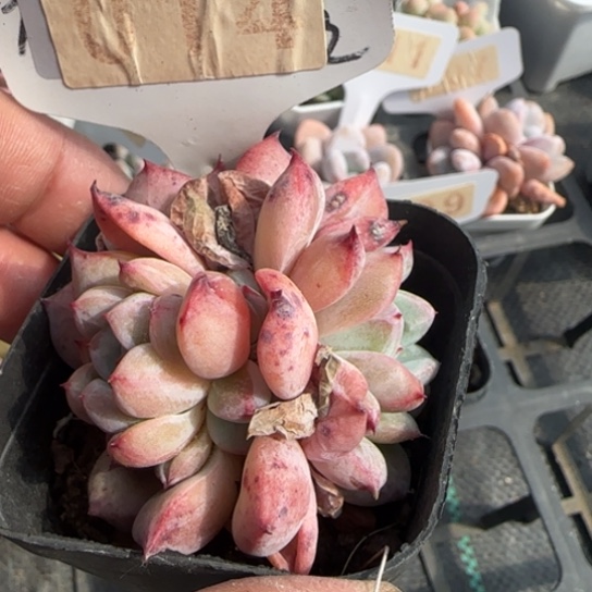 14布莱特一物一拍多肉