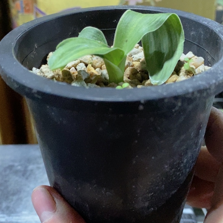 泉***哥无花朵uyyhjjhhjkkkkkk