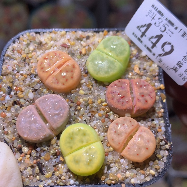 精品生石花35.449