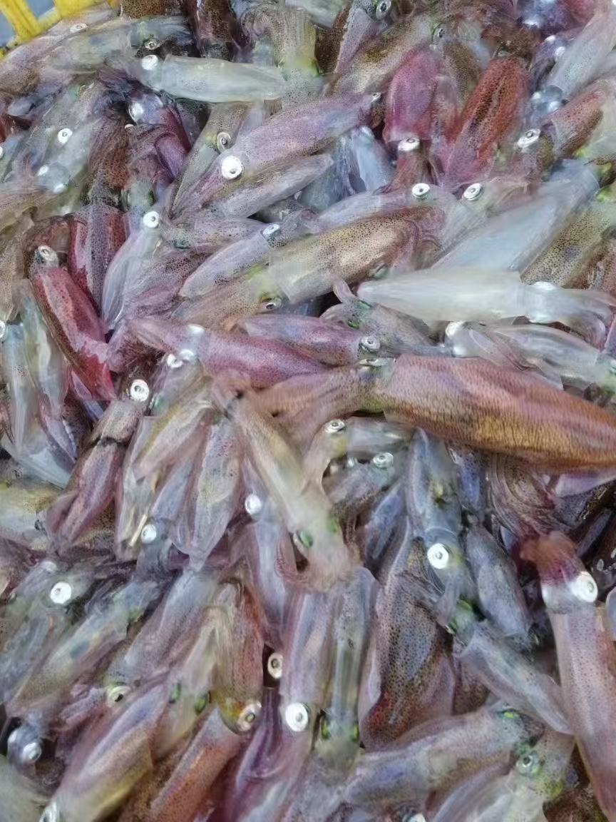 东山岛小管20条400克活冻灯捕小管3盒更划算