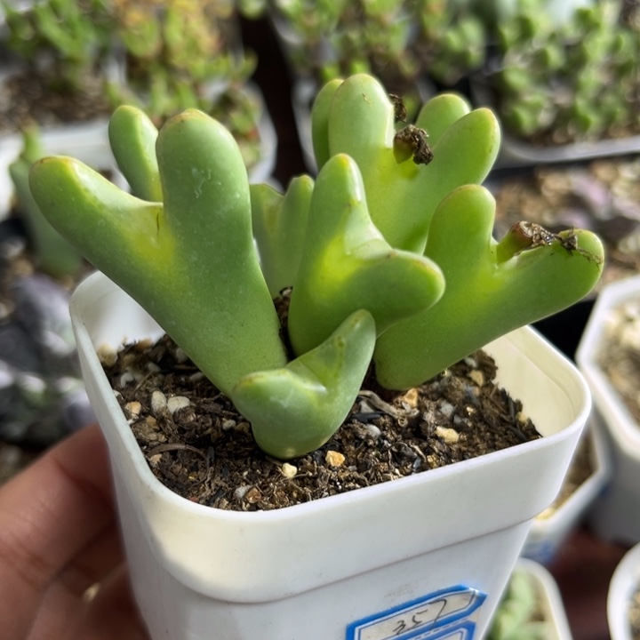 357 少将群多肉植物