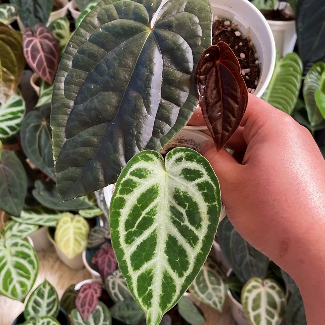 完全开放拼好烛44