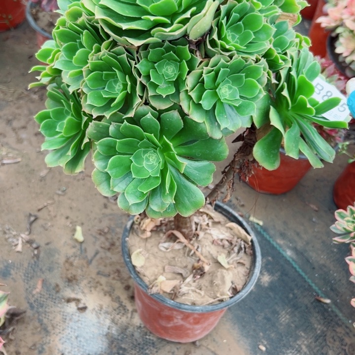 845绿羊绒多肉，我