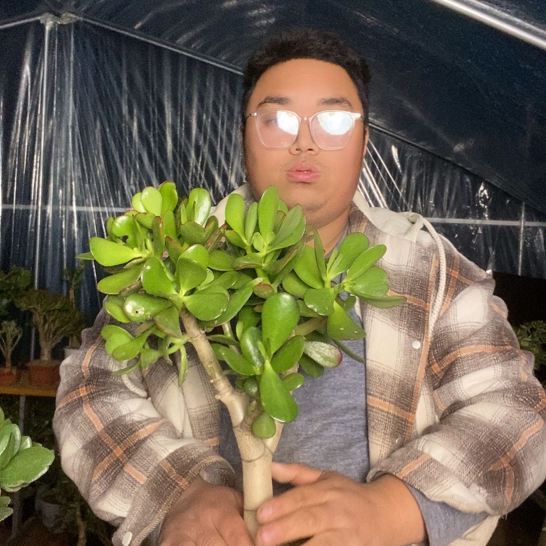 左***弓当前无花栽培后可以开花