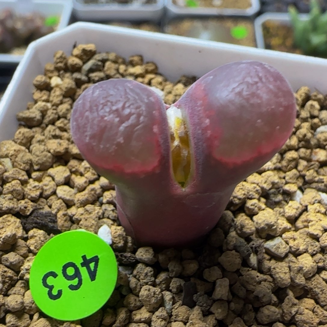 漂漂亮亮多肉植物463