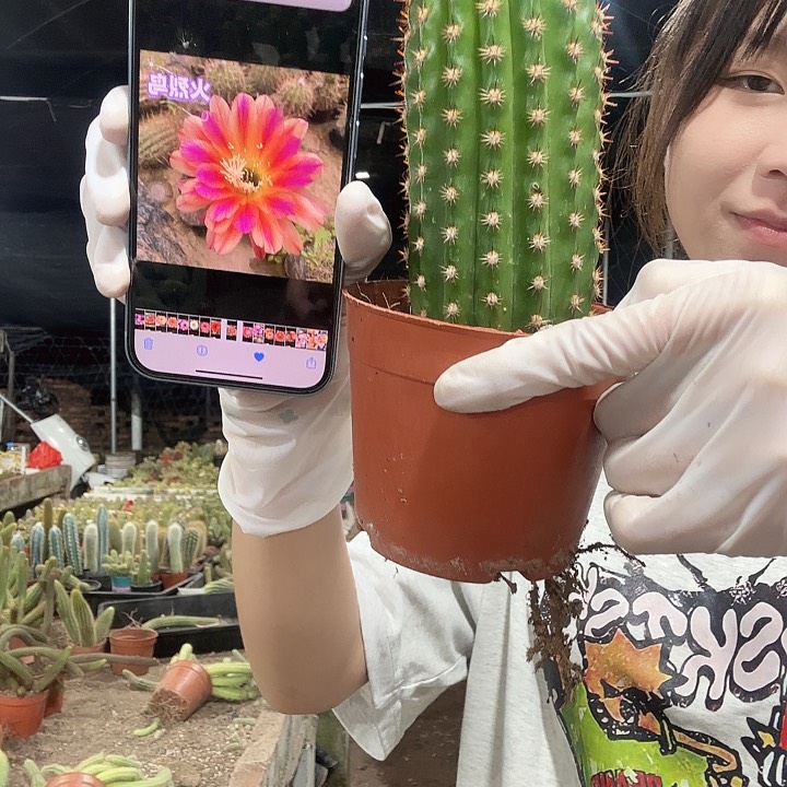 火烈鸟毛花柱111111111